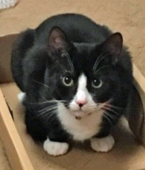 Black and white tuxedo cat missing in St Leonards On Sea