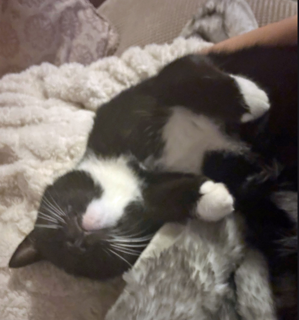 Black and white Cat missing in Bexhill On Sea