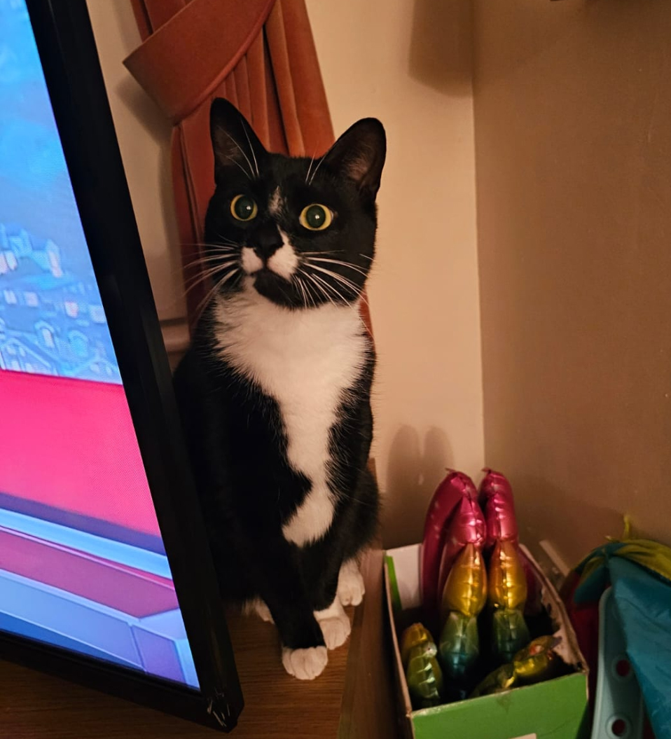 Black and white cat missing in Bexhill On Sea