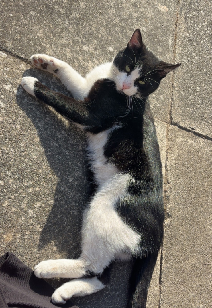 Black and white Cat missing in St Leonards On Sea
