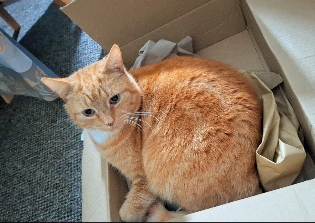 Ginger Cat missing in Hastings