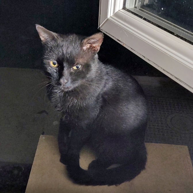 Black Cat found in St Leonards On Sea