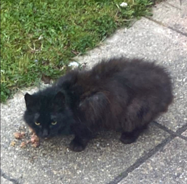 Black Cat found in Hastings