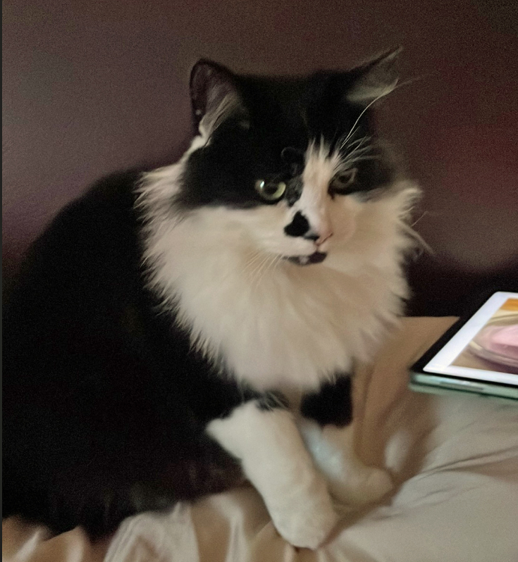 Black and white Cat missing in Hastings
