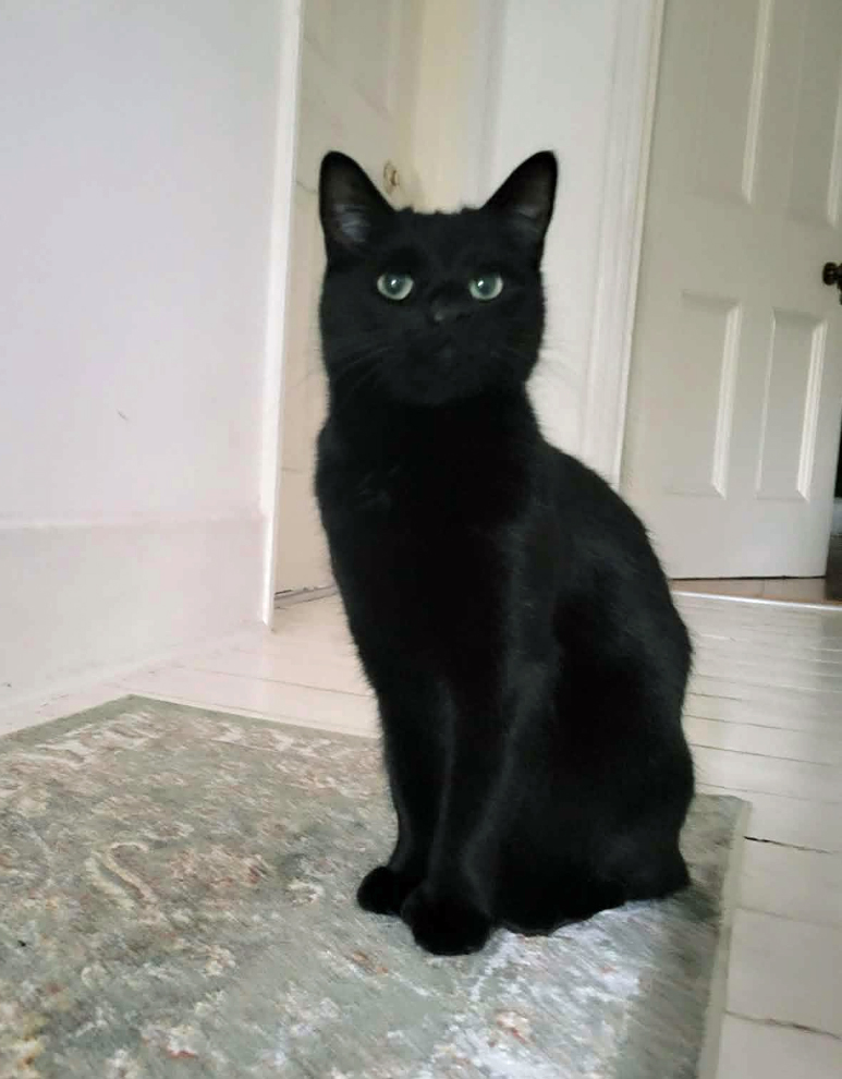 Black Cat missing in St Leonards On Sea