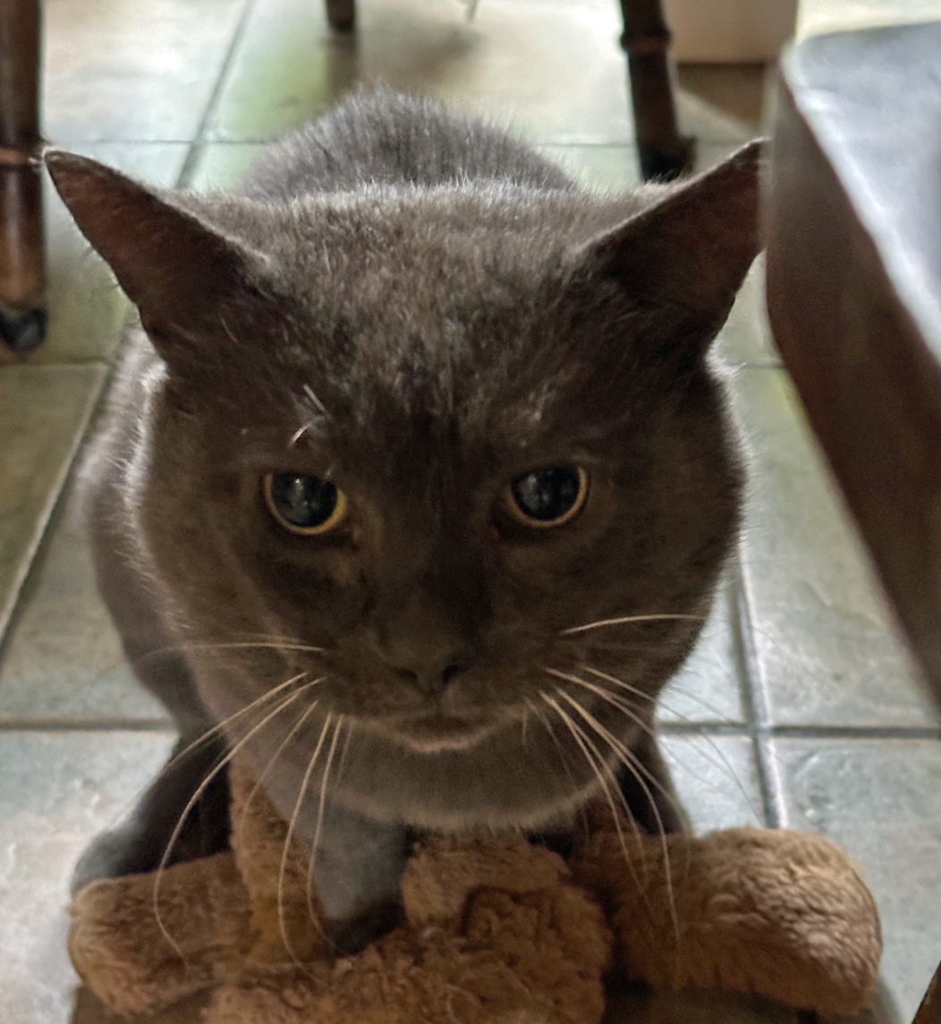 Grey Cat missing in Bexhill Hill
