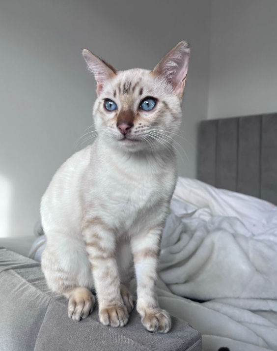 White Cat missing in Bexhill On Sea
