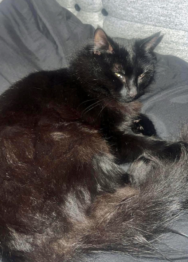 Black fluffy Cat missing in Battle