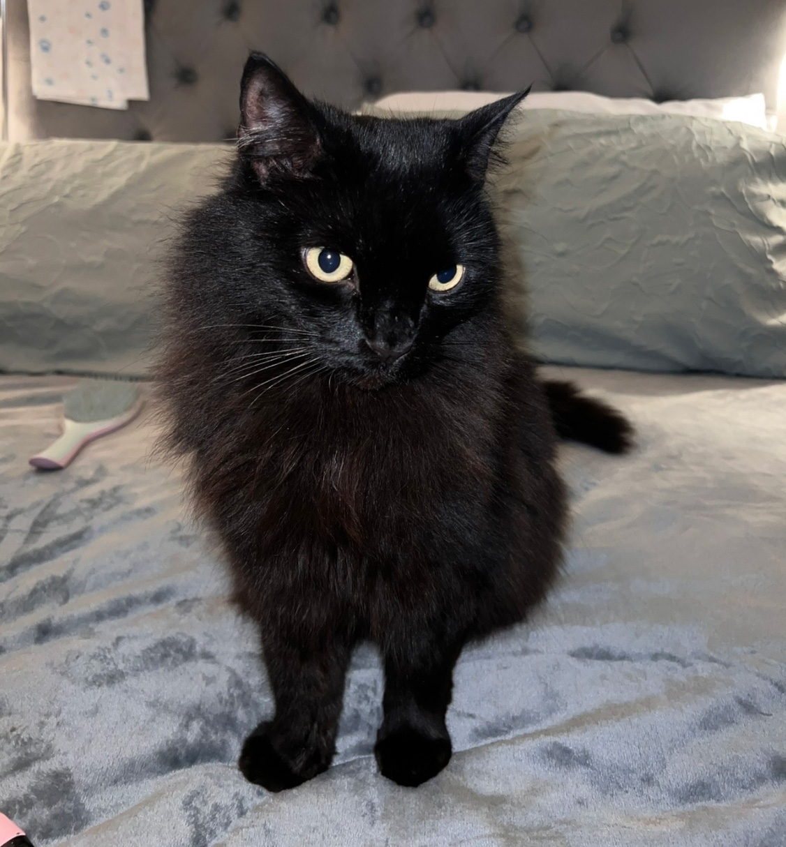 Large black fluffy Cat missing in Bexhill On Sea