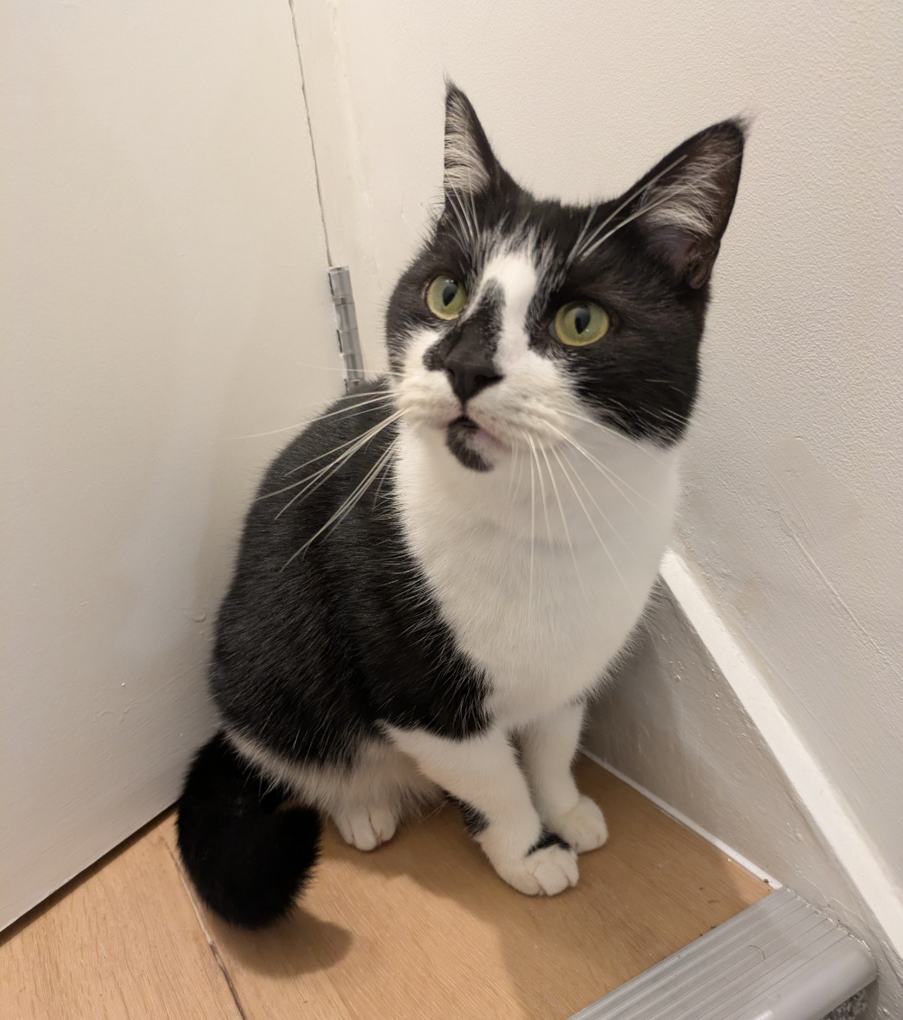 Black and white cat missing in Hastings