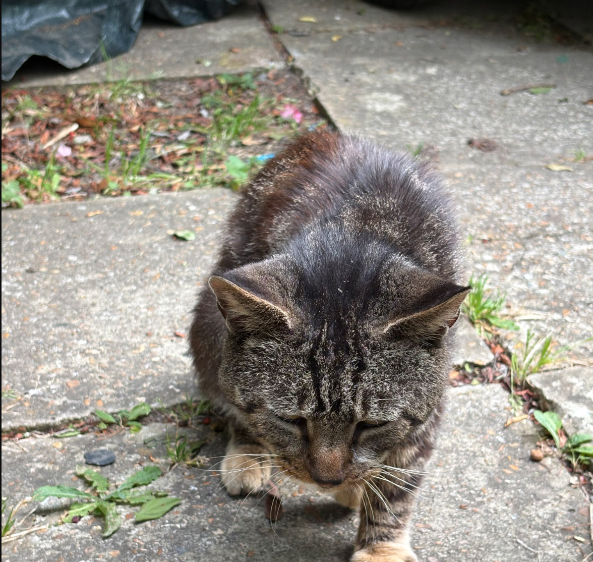 Tabby Cat found in St Leonards On Sea