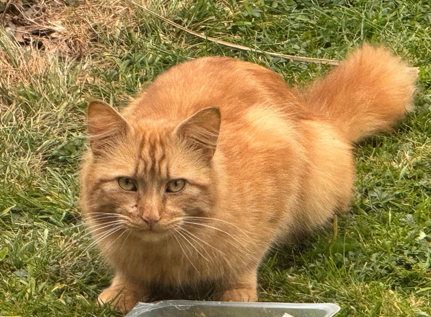Long haired ginger Cat found in St Leonards On Sea
