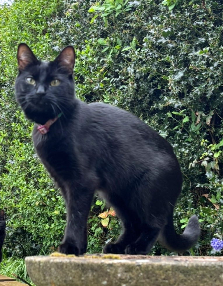 Black Cat missing in Bexhill