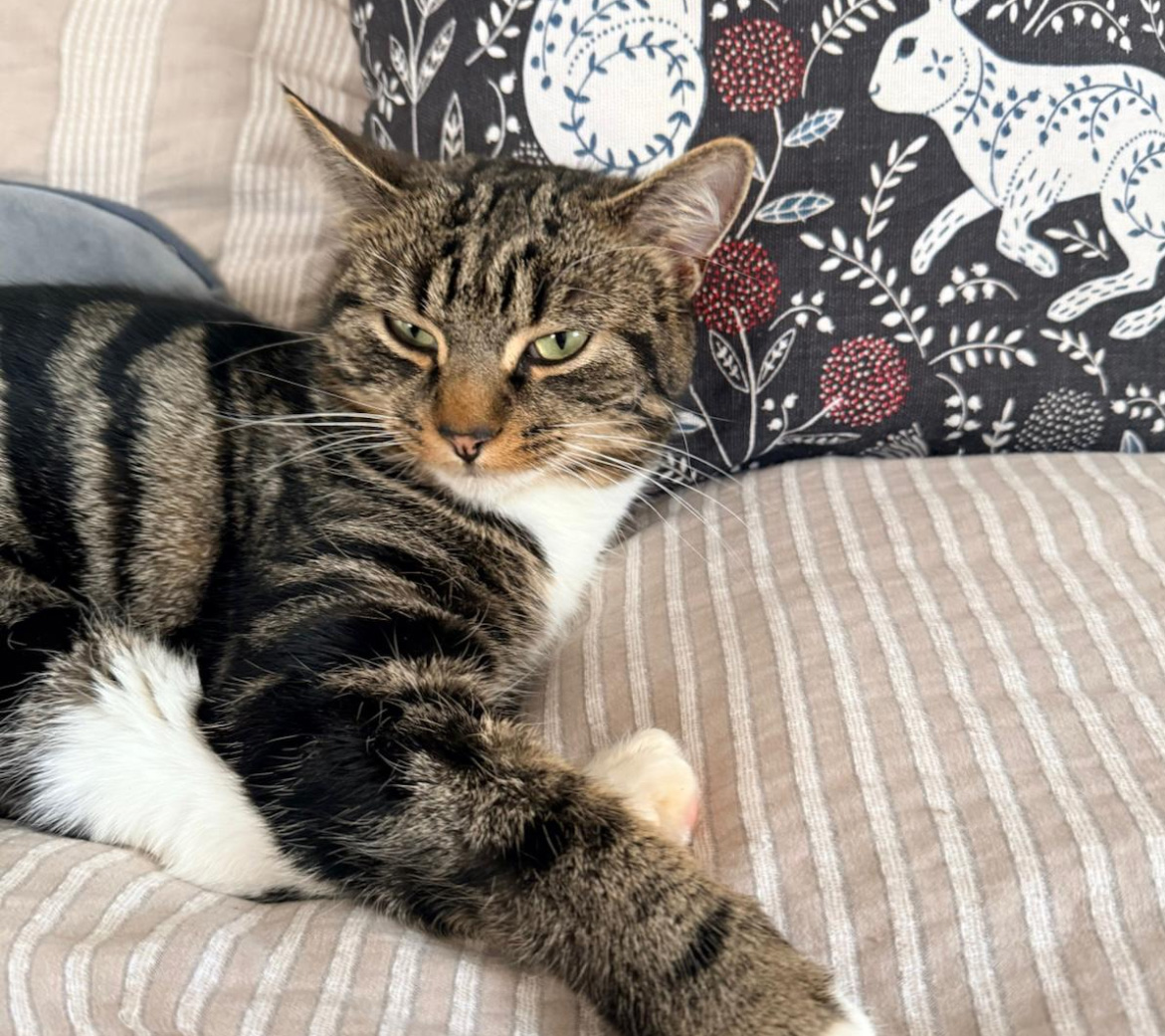 Tabby Cat missing in Hooe