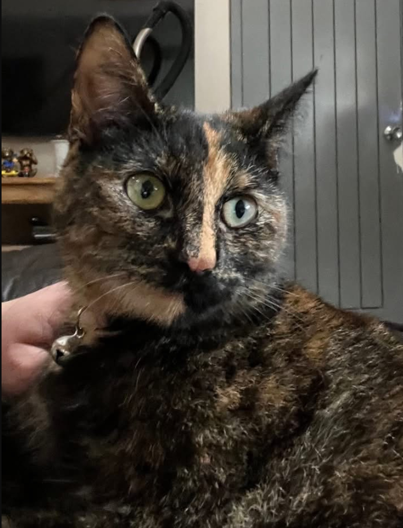Tortie Cat missing in Hastings
