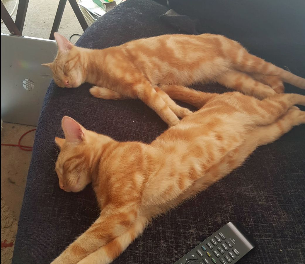 Ginger Cat missing in St Leonards On Sea