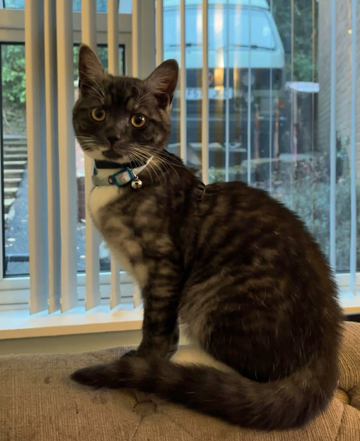 Grey and black tabby Cat missing in Hastings