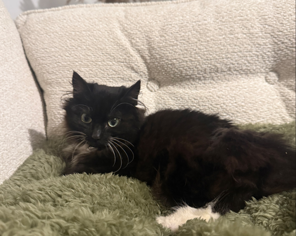 Kitten missing in St Leonards On Sea