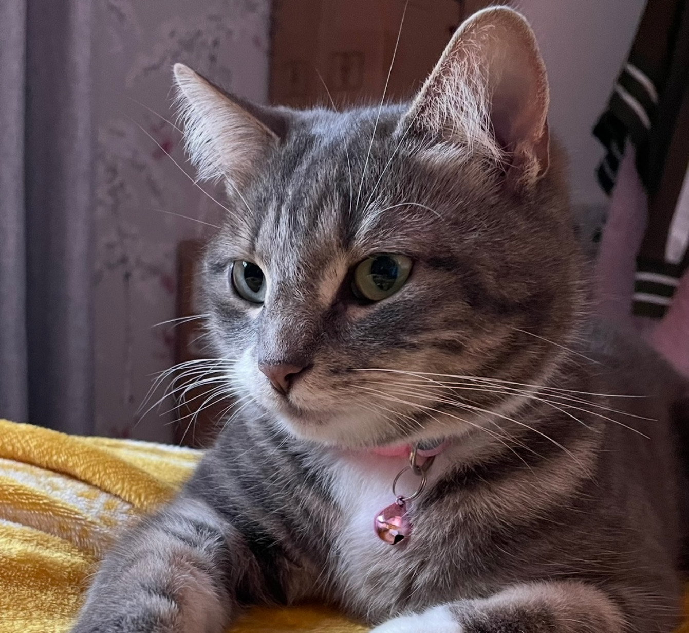 Tabby Cat missing from Guestling Green
