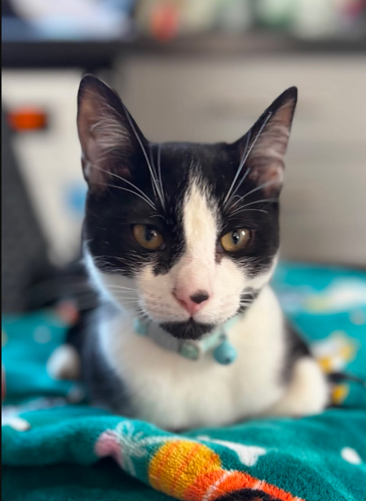 Black and white Cat missing in Hastings