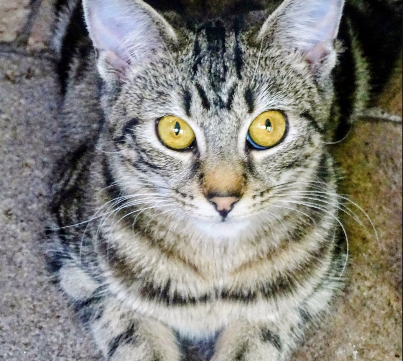 Silver tabby Cat missing in Battle