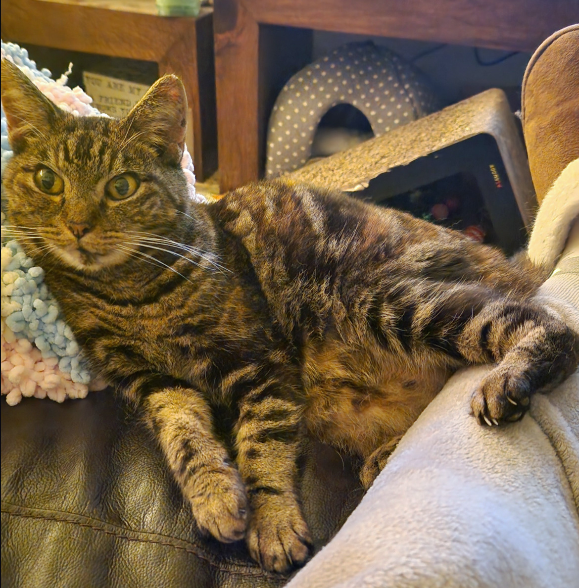 Tabby Cat missing in Hastings