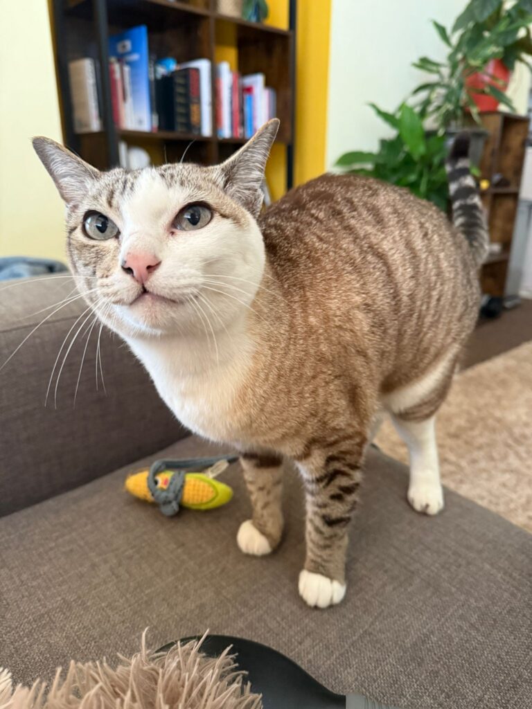 Tabby cat missing in Bexhill