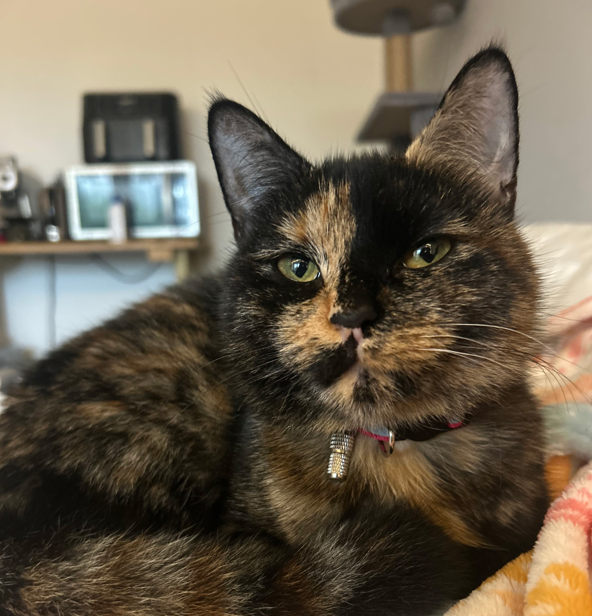 Tortoiseshell missing in Hastings