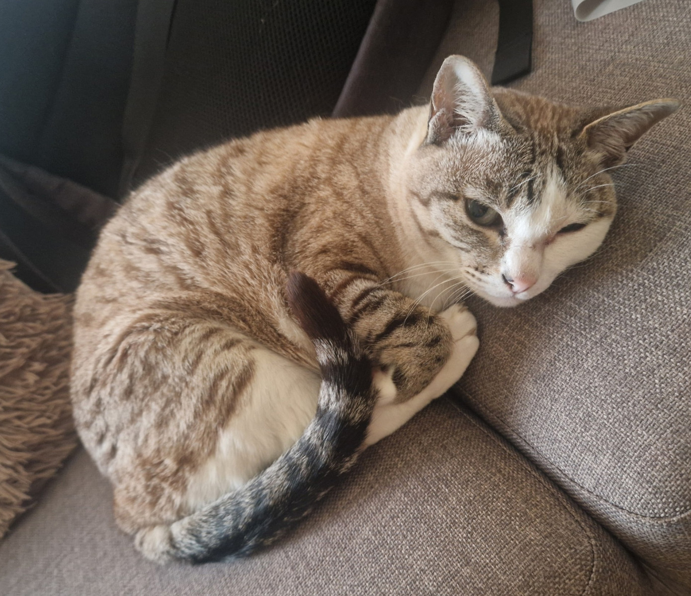 Small tabby Cat missing in Bexhill On Sea