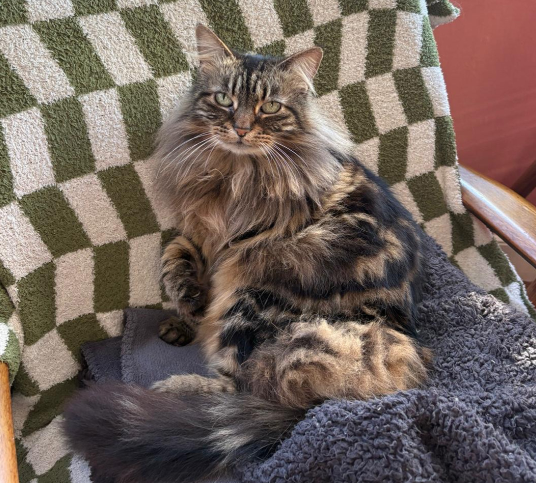 Fluffy tabby Cat missing in Hastings