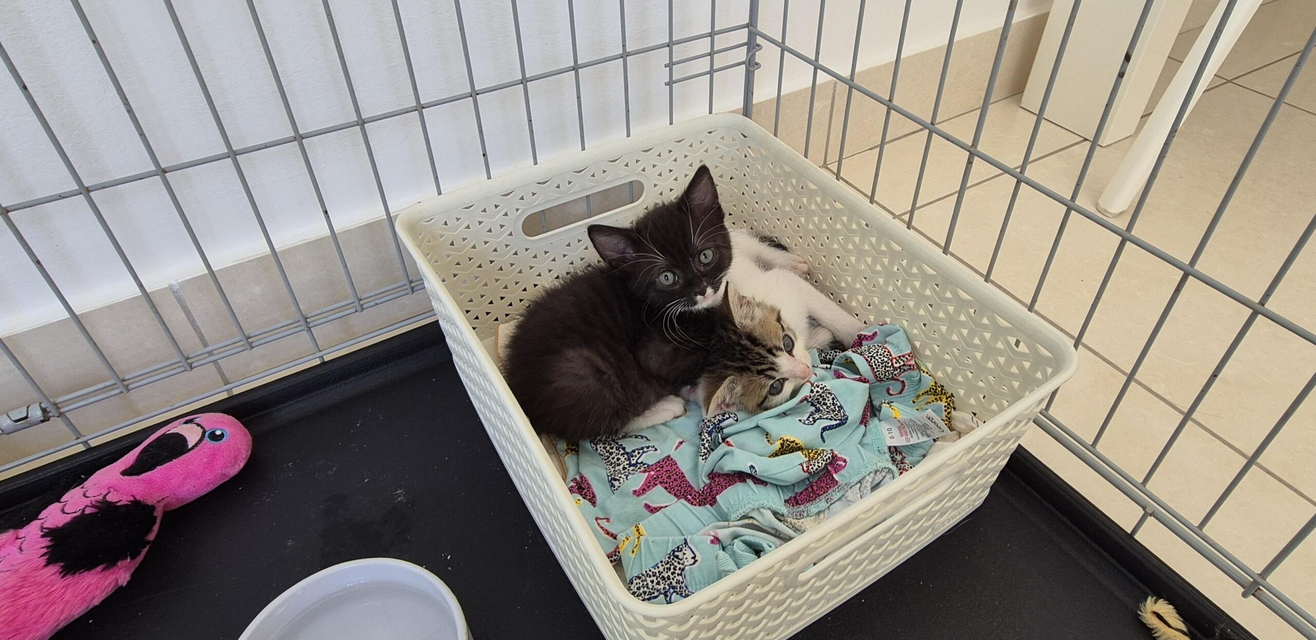 Kittens rescued by Cat Call
