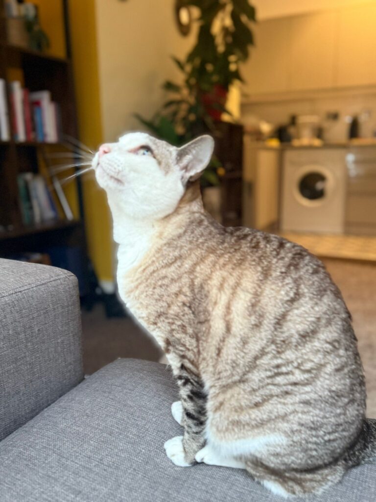Have you seen this tabby cat missing in Bexhill