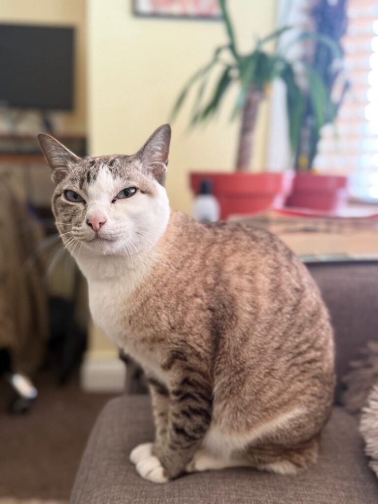 Tabby cat missing in Bexhill