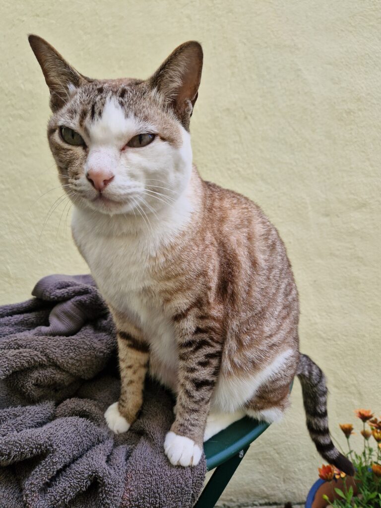Small tabby Cat missing in Bexhill