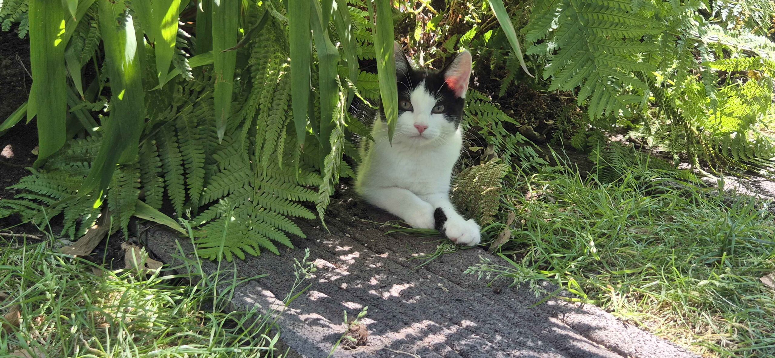Cat Call caring for Cats in need