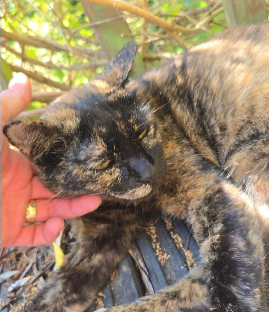 Tortoiseshell Cat found in Hastings