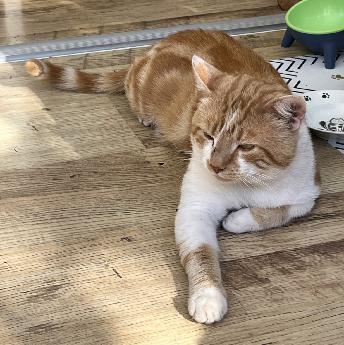 Ginger and white Cat found in Hastings
