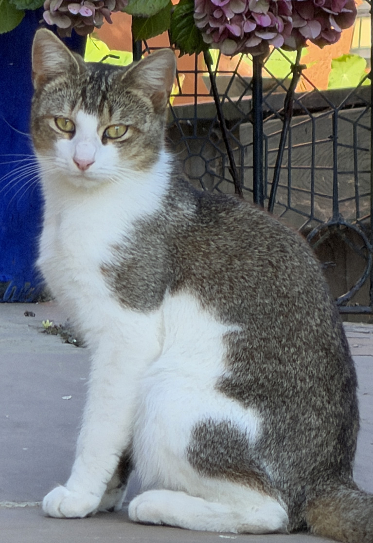 Cat found in Hastings