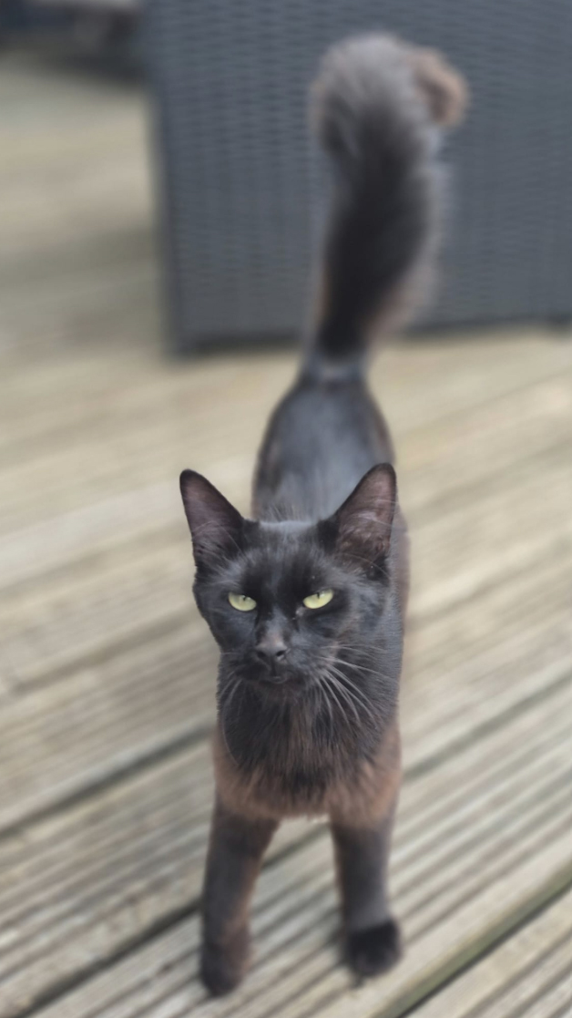 Black Cat found in Battle