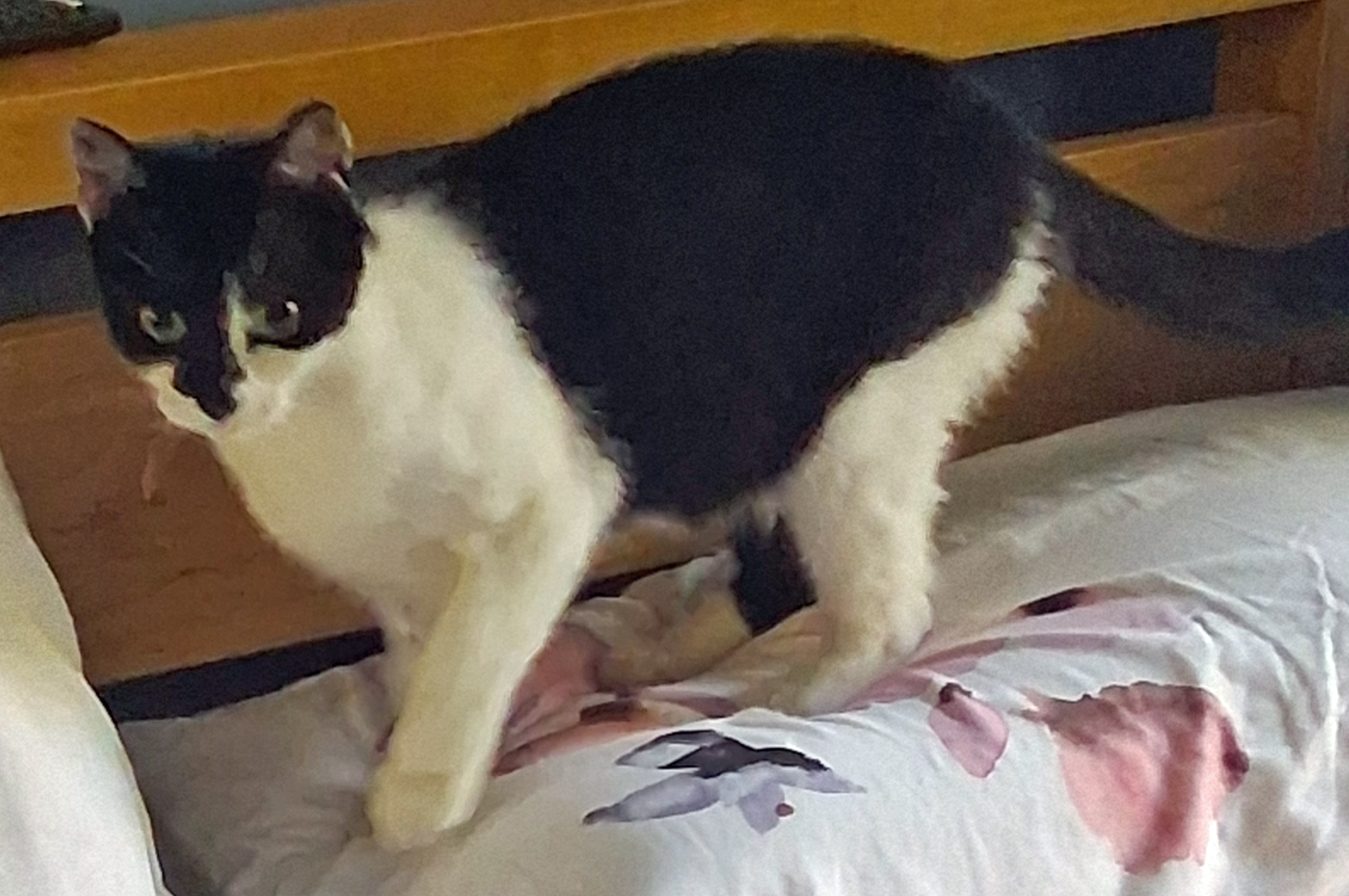White and black Cat found in Hastings