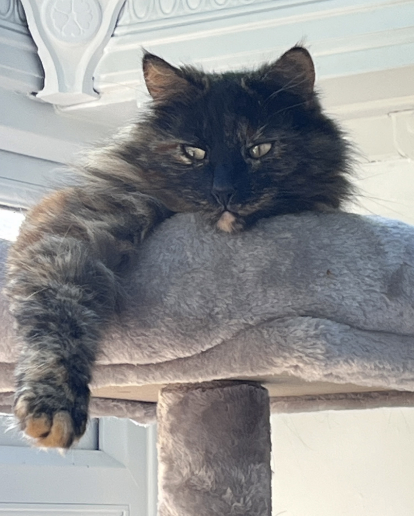 Dark brown mix semi long hair Cat missing in Bexhill