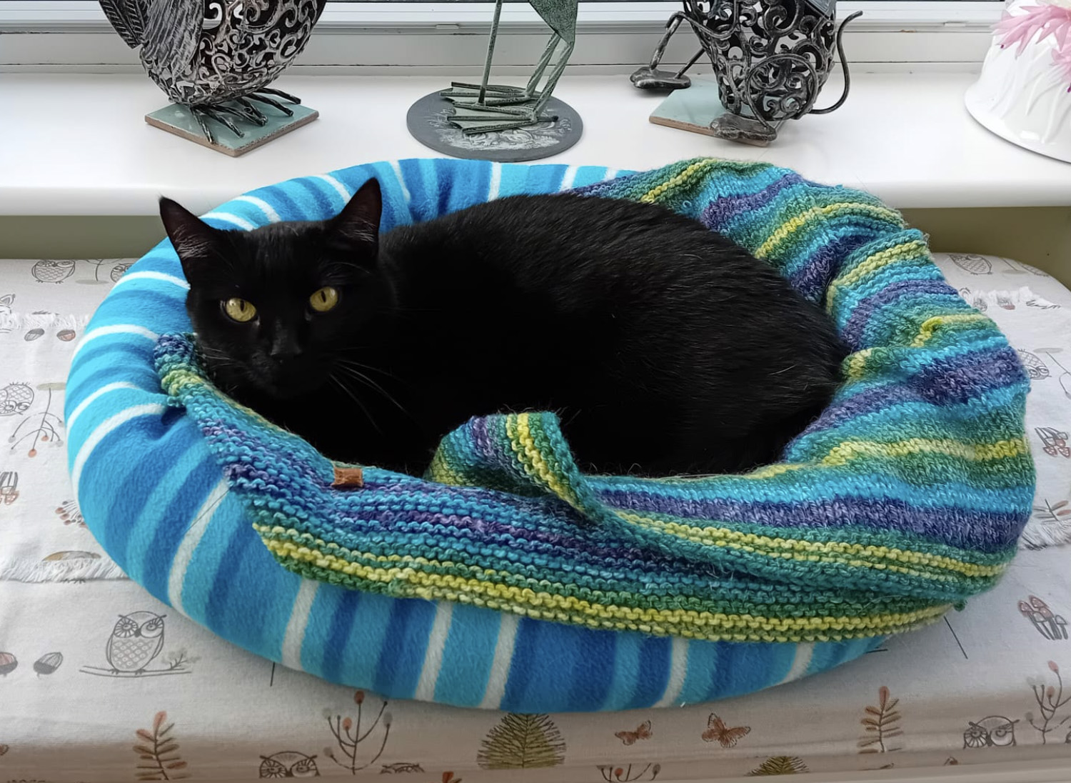 Small black Cat missing in St Leonards On Sea
