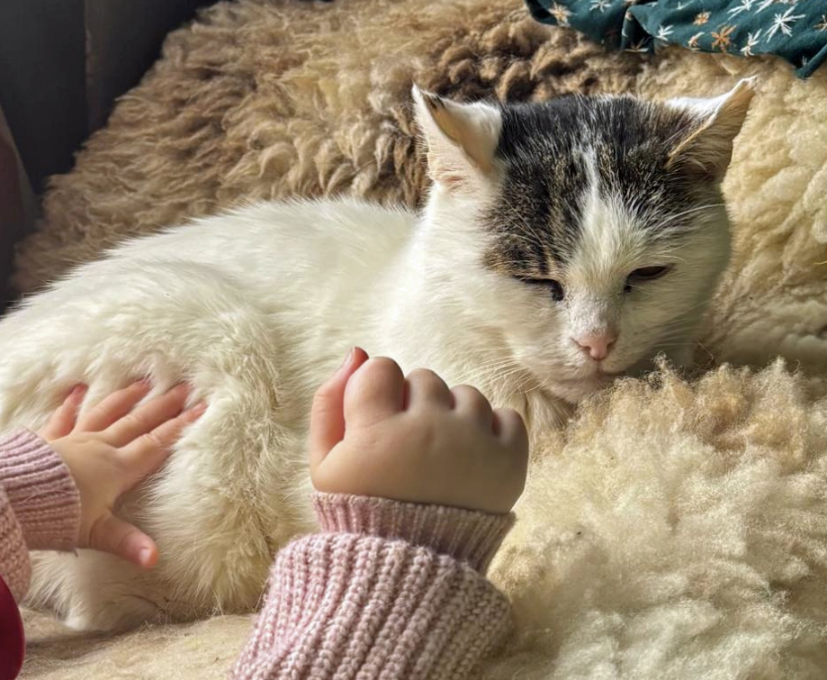 Cat missing in Hastings