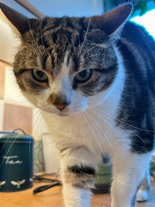 Tabby and white Cat missing in Bexhill