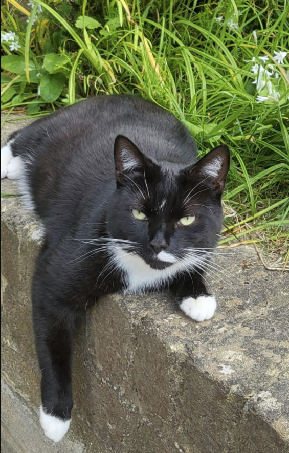 Cat missing in Bexhill On Sea