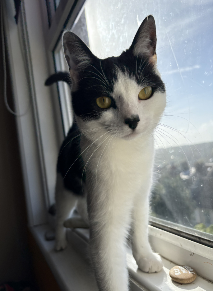 Small black and white Cat missing in Hastings