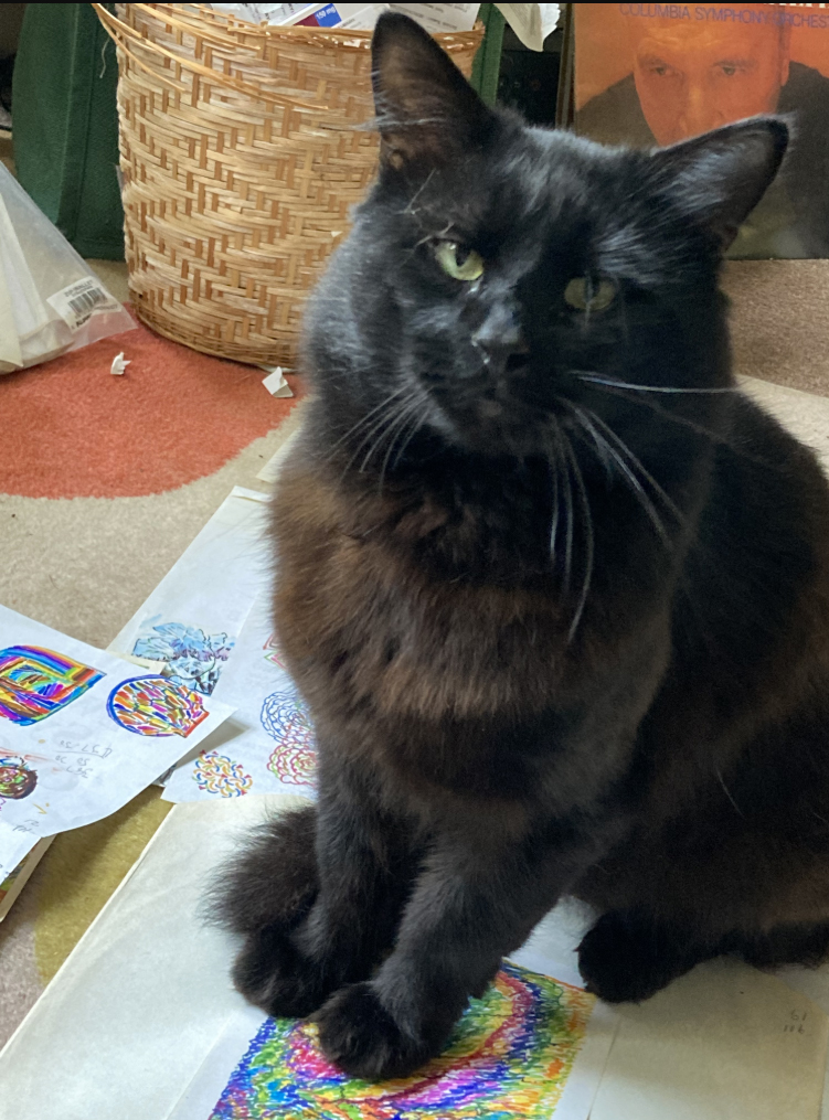 Black fluffy Cat missing in St Leonards On Sea