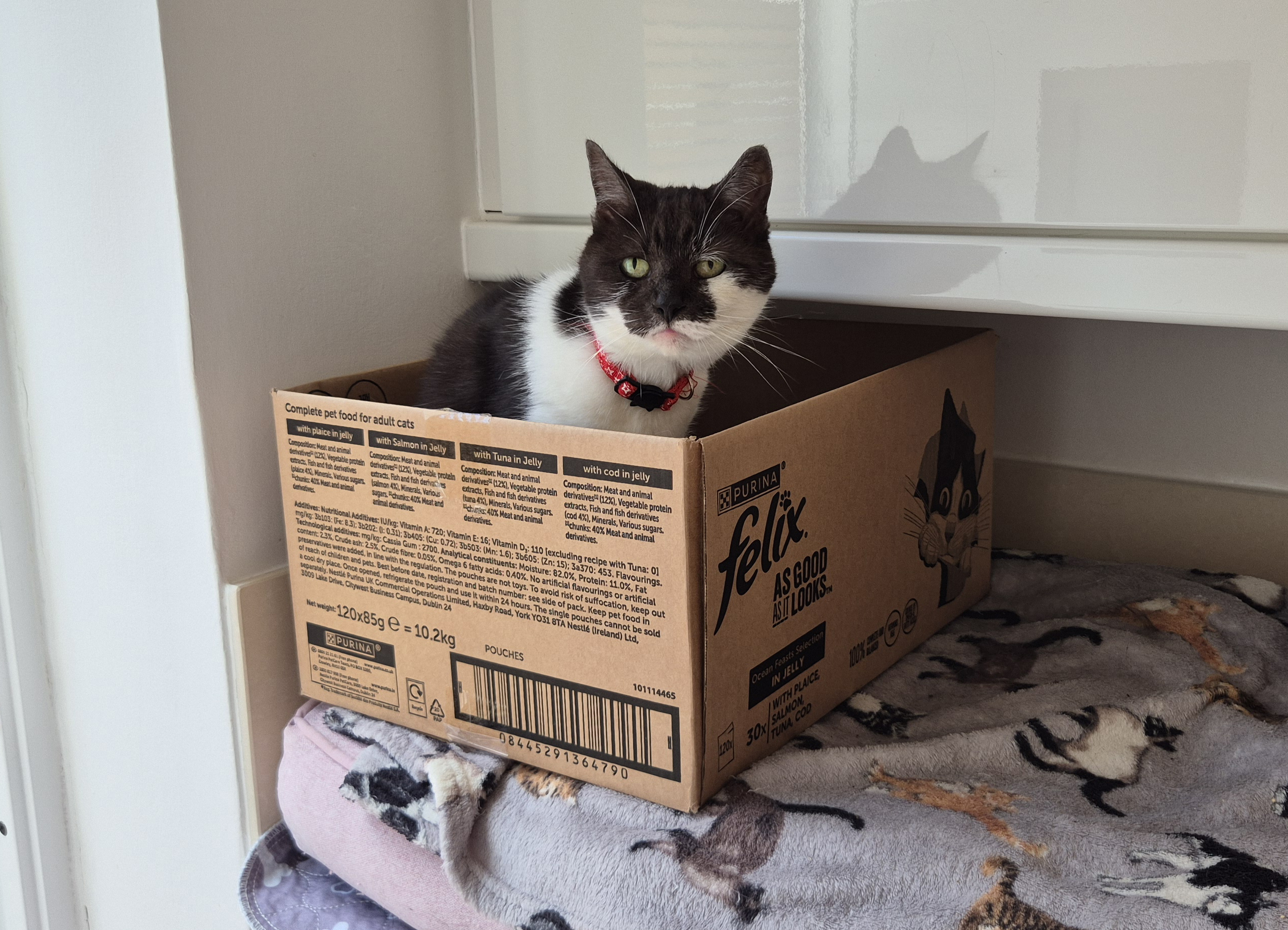 Caring for Cats in need