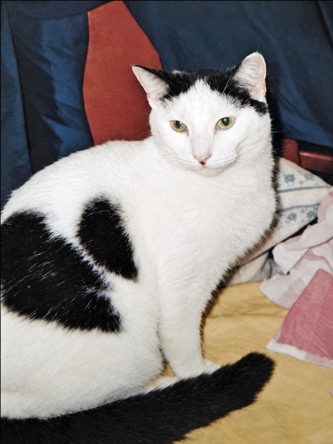 White and black Cat missing in St Leonards On Sea