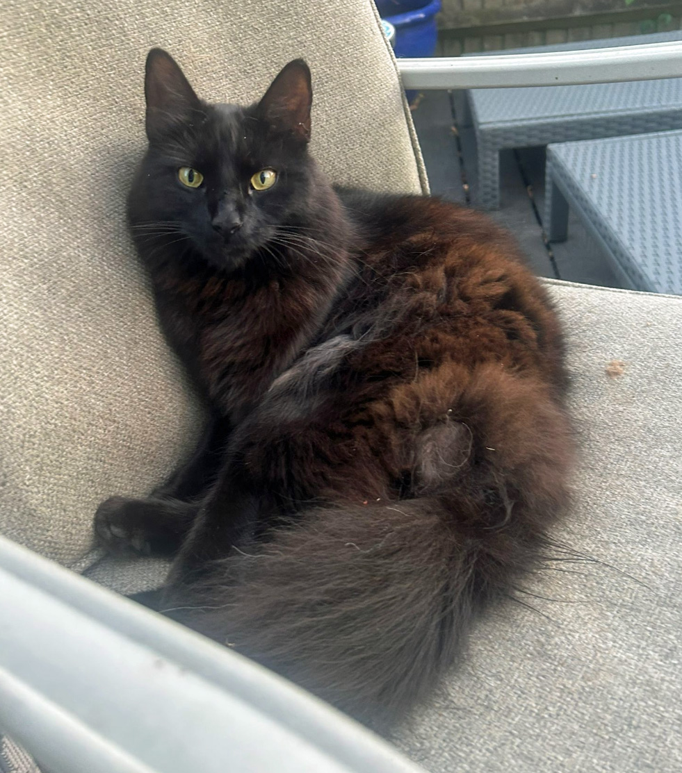 Black fluffy Cat missing in St Leonards On Sea